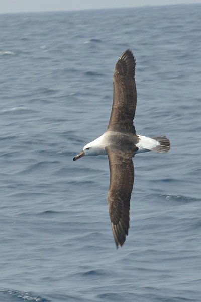 DSC_2373.jpg - Black browed albatross