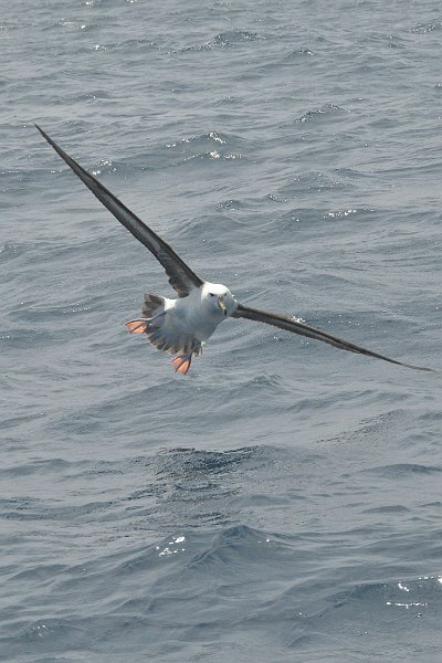 DSC_2375.jpg - Shy Albatross