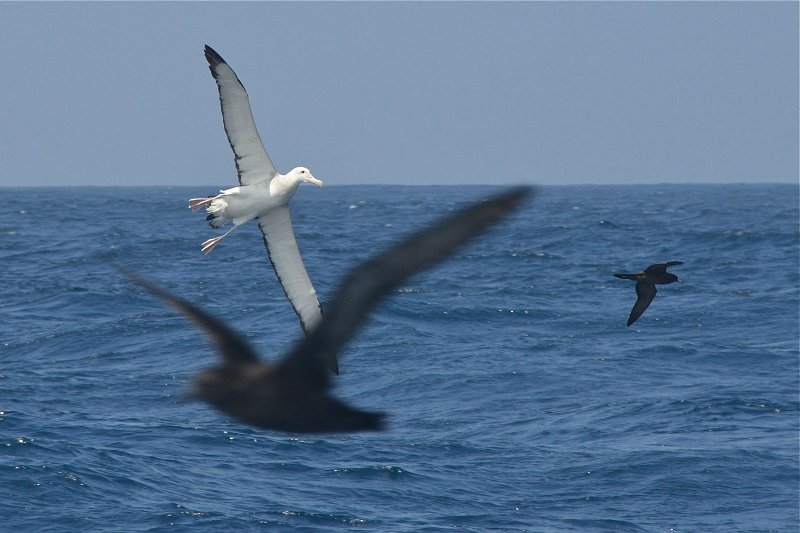 DSC_2380.jpg - Wandering Albatross