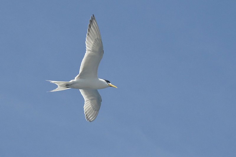 DSC_2420.jpg - Crested Tern