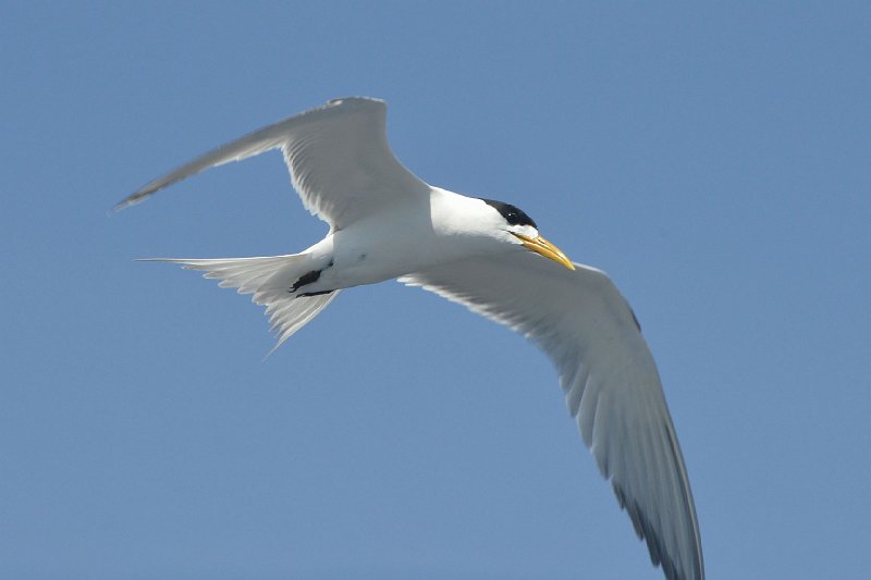 DSC_2424.jpg - Crested Tern