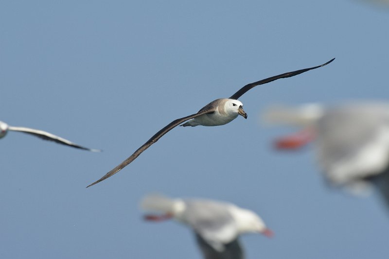 DSC_2446.jpg - Shy Albatross