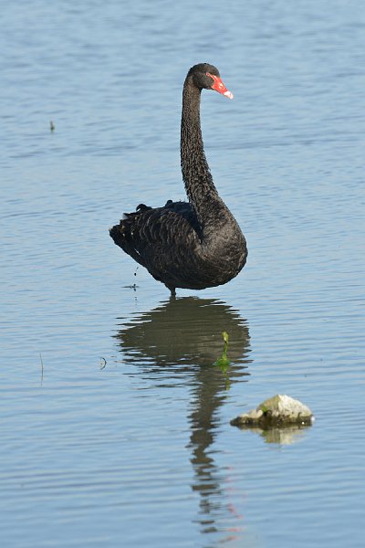 DSC_2886.jpg - Black Swan