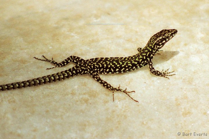 Scan10105.jpg - A beautiful Lizard