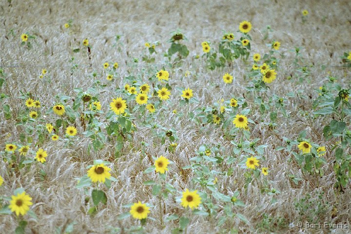 Scan10079.jpg - Sunflowers