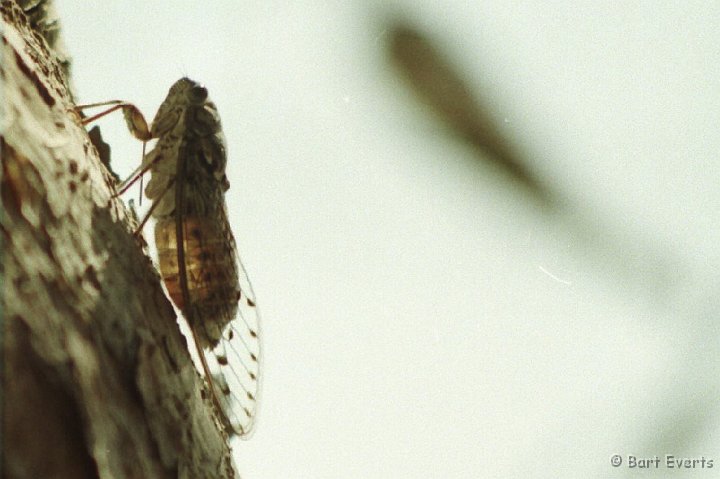 Scan10080.jpg - A cicada
