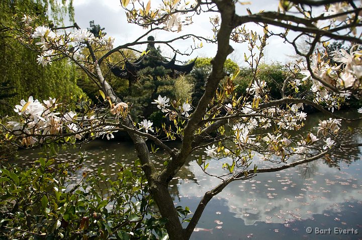 DSC_7002.jpg - The Chinese Garden in Chinatown