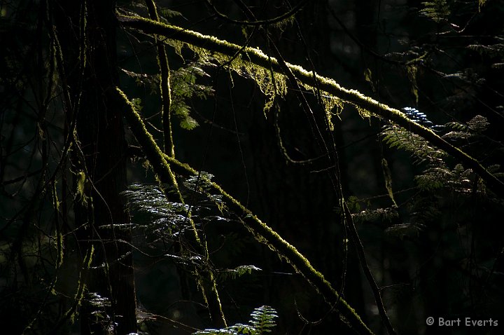 DSC_6983.jpg - Nice mossy branches