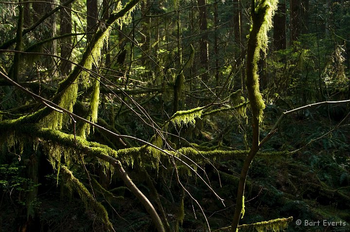 DSC_6984.jpg - Nice mossy branches