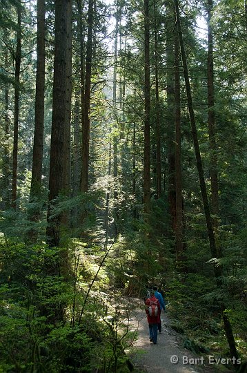 DSC_6985.jpg - Real big trees very close to Vancouver