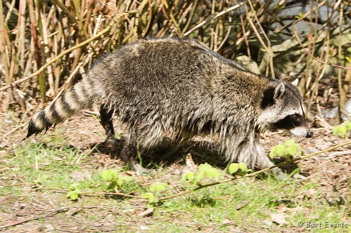 DSC_6857.jpg - Raccoons are everywhere