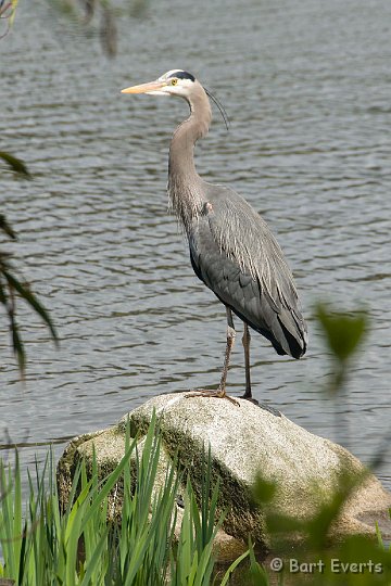 DSC_6859.jpg - Great Blue Heron