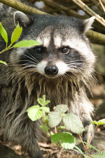 DSC_6863.jpg - Raccoons are not very shy