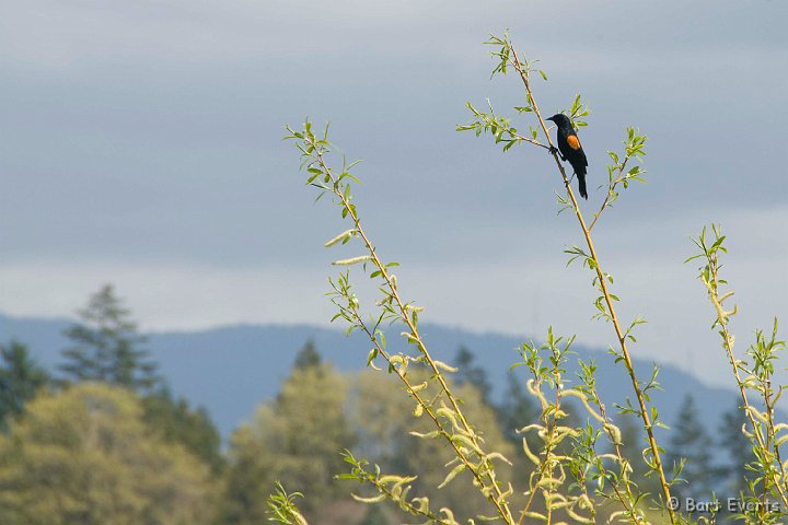 DSC_6868.jpg - Red-winged Blackbird