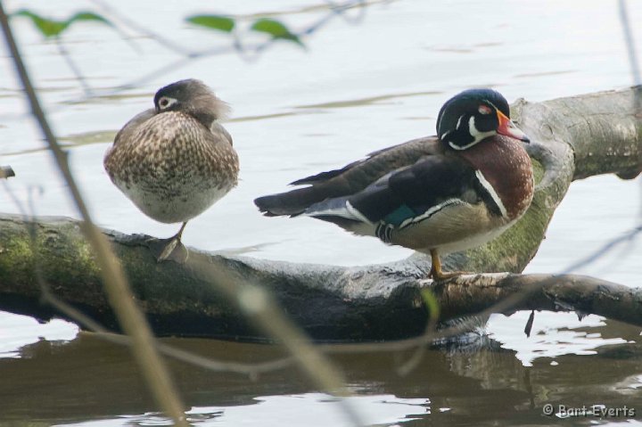 DSC_6872.jpg - Woodduck