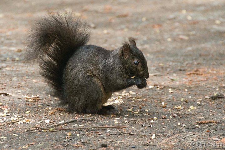 DSC_6879.jpg - Squirrel