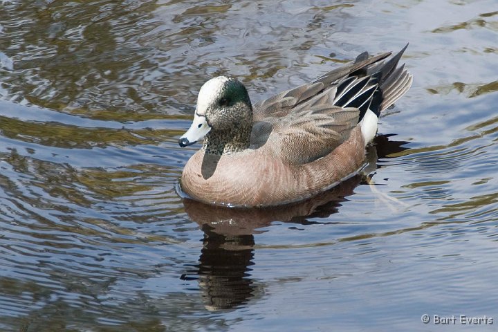 DSC_6881.jpg - American Wigeon