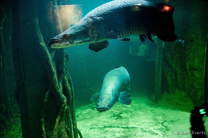 DSC_6894.jpg - The Vancouver Aquarium: lots of big fish