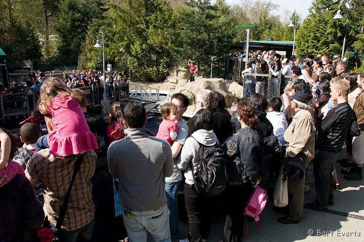 DSC_6928.jpg - The Vancouver Aquarium: The Dolphinshow