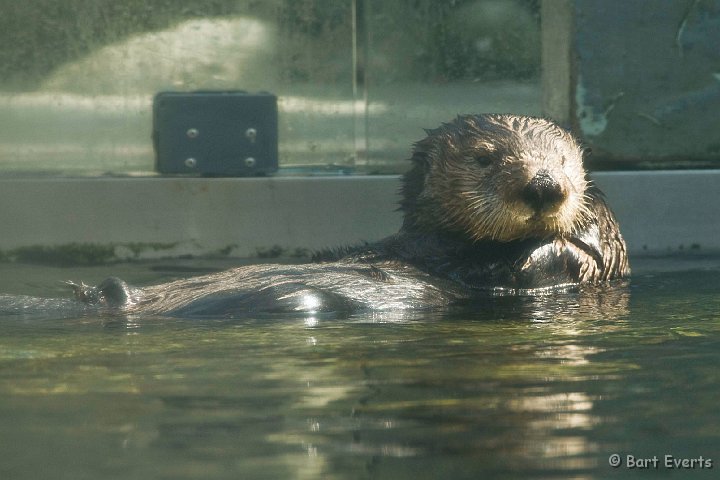 DSC_6937.jpg - The Vancouver Aquarium: Seaotter