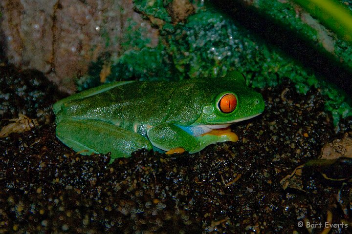 DSC_6944.jpg - The Vancouver Aquarium: exhibition on frogs