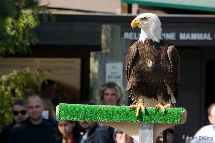 DSC_6946.jpg - The Vancouver Aquarium: The birds of prey show with a Bald Eagle