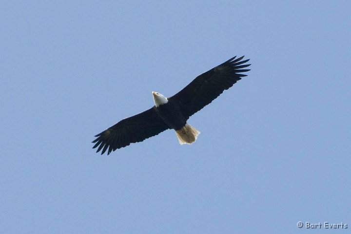 DSC_6958.jpg - Bald Eagle