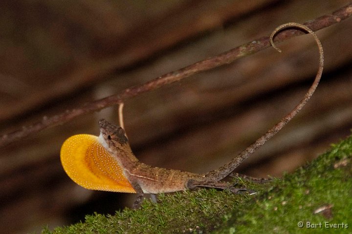 DSC_8935.jpg - Slender Anolis