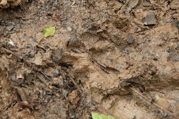 DSC_8942.jpg - a footprint of a Jaguar!