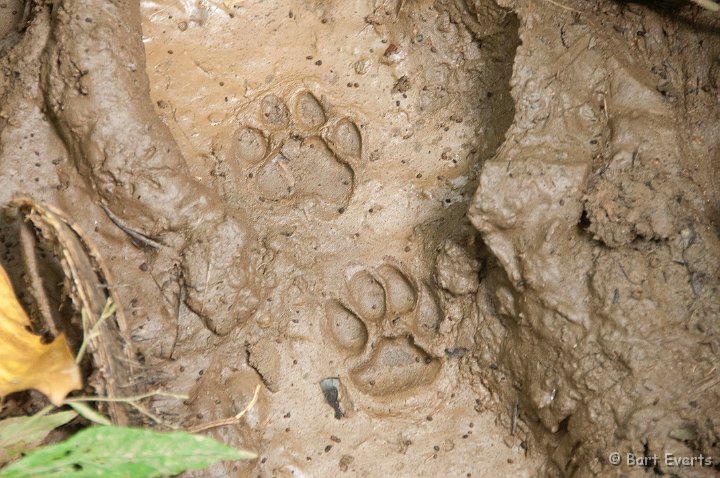 DSC_8943.jpg - footprints of an Ocelot