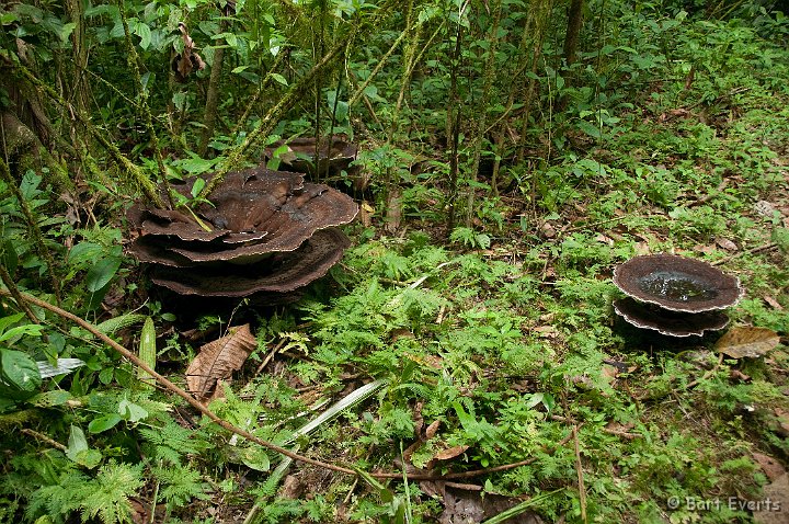 DSC_8944.jpg - Big fungus