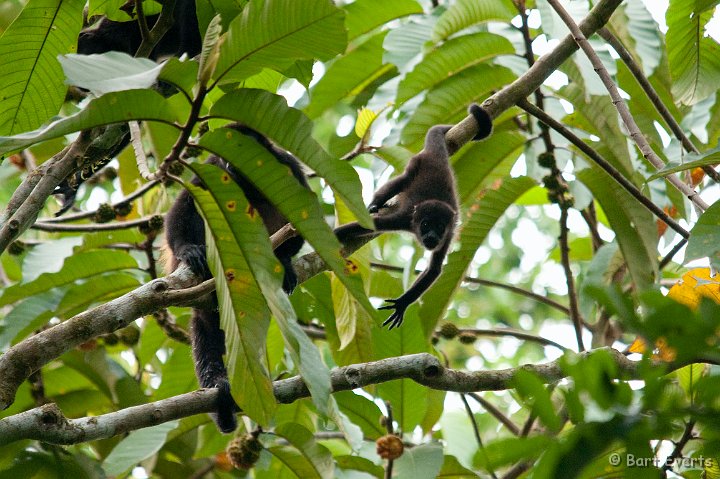 DSC_8948.jpg - Little Mantled Howler monkey is watching us