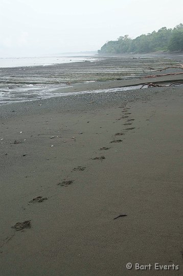 DSC_8958.jpg - Footprints of a Tapir on the beach