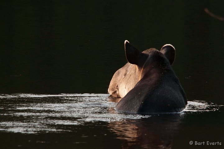 DSC_8961.jpg - Baird's Tapir