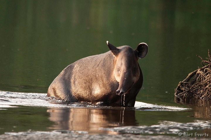 DSC_8978.jpg - Baird's Tapir