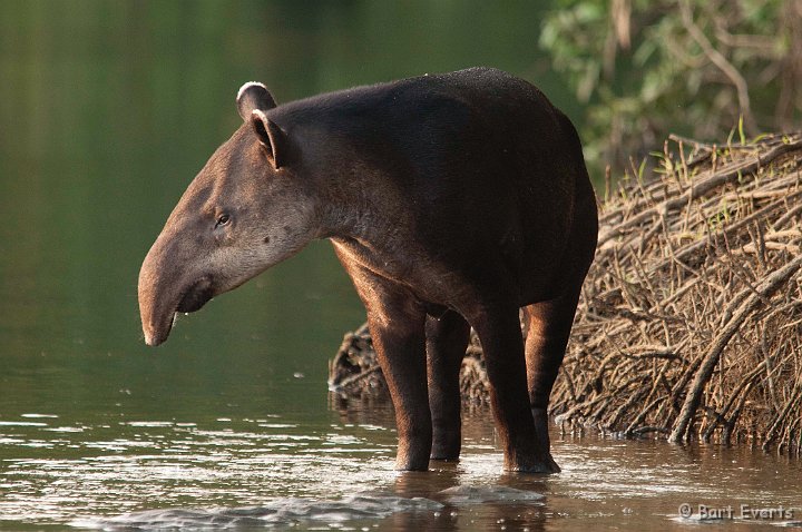 DSC_8988.jpg - Baird's Tapir