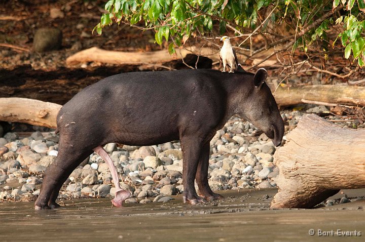 DSC_9000.jpg - Baird's Tapir + Yellow headed Caracara