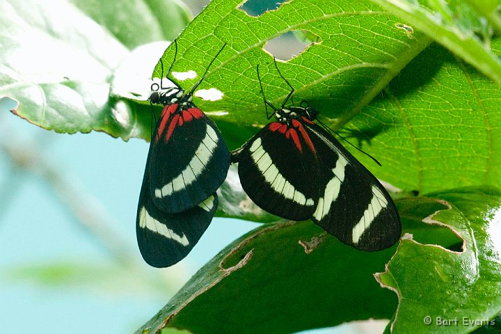 DSC_9011.jpg - Heliconia Butterflies