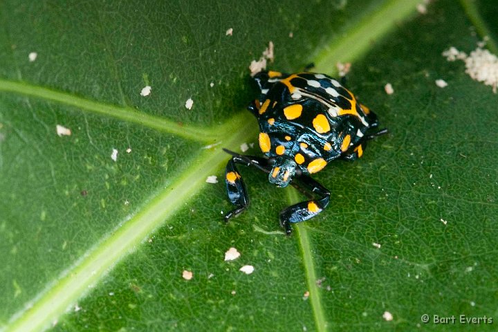 DSC_9013.jpg - colorful bug