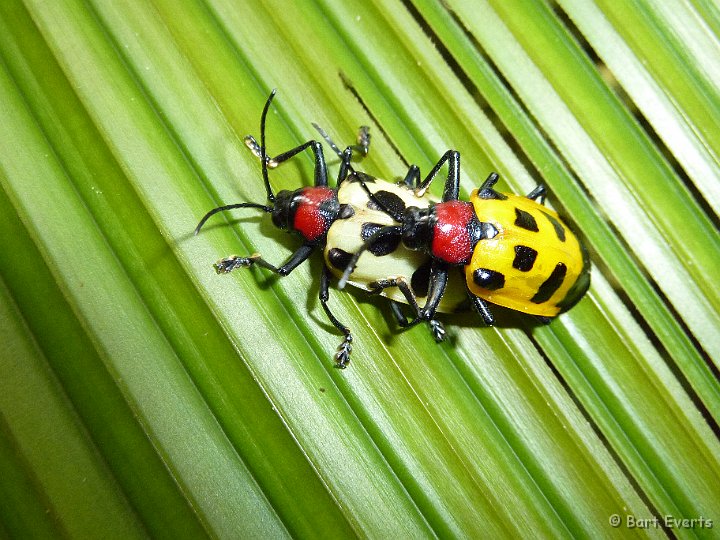 DSC_9016a.JPG - Mating beetles