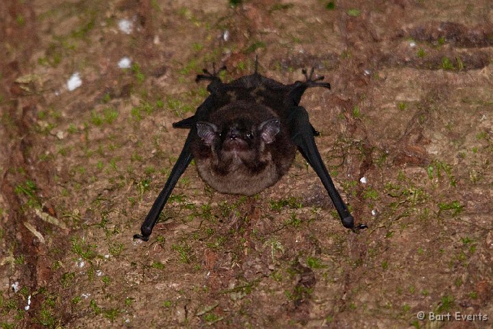 DSC_9017.jpg - Bat