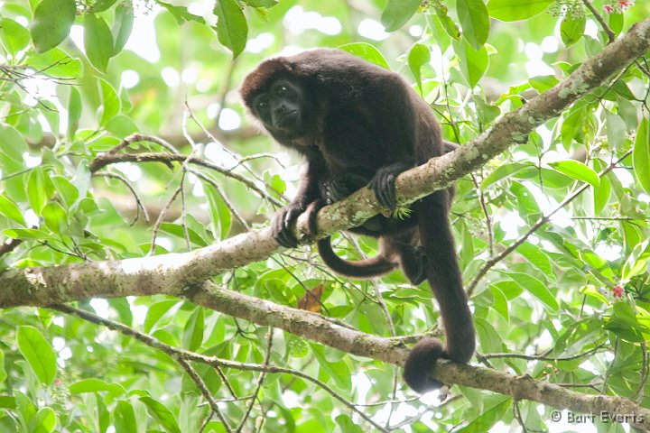 DSC_9024.jpg - Mantled Howler monkey