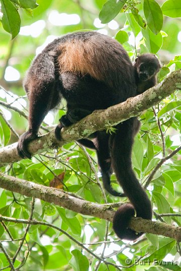 DSC_9025.jpg - baby howler monkey