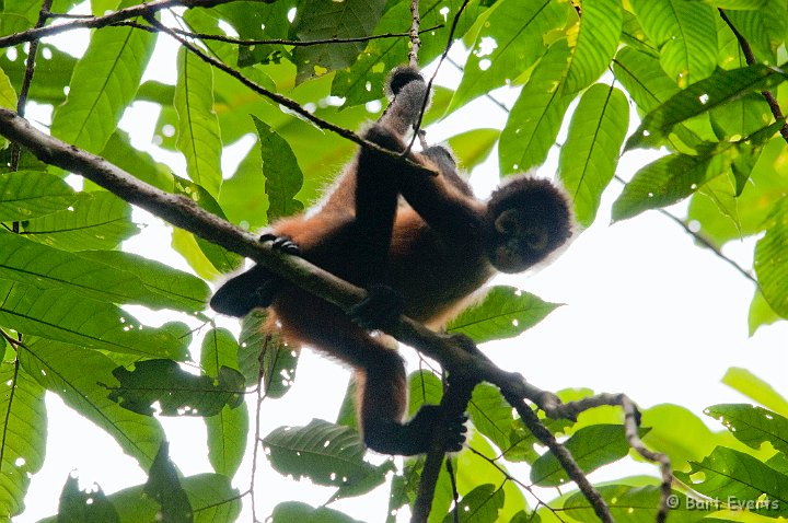 DSC_9043.jpg - Black-handed Spider Monkey