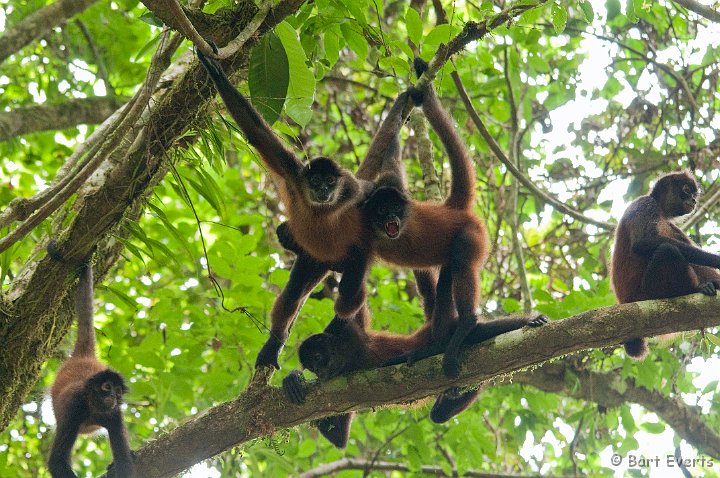 DSC_9070.jpg - Black-handed Spider monkey