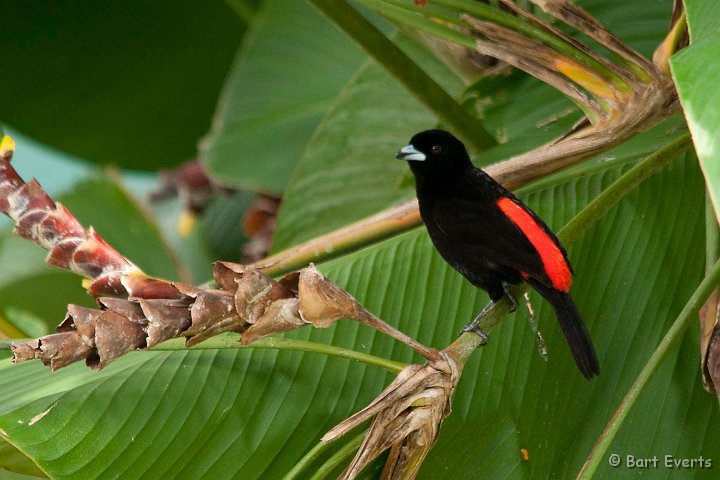 DSC_9077.jpg - Cherries Tanager