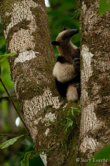 DSC_9079.jpg - Northern Tamandua