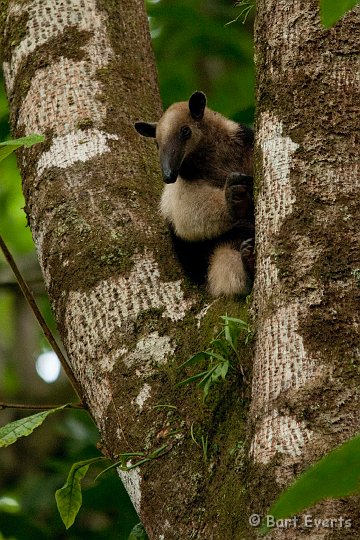 DSC_9081.jpg - Northern Tamandua