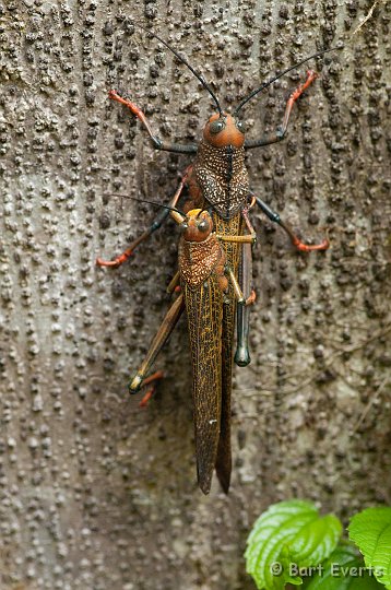 DSC_9083.jpg - mating locusts