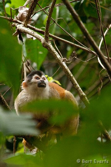 DSC_9089.jpg - the endemic red-backed Squirrel monkey